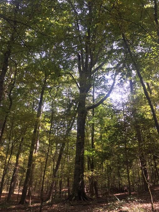 Champion Trees - Arkansas Department of Agriculture