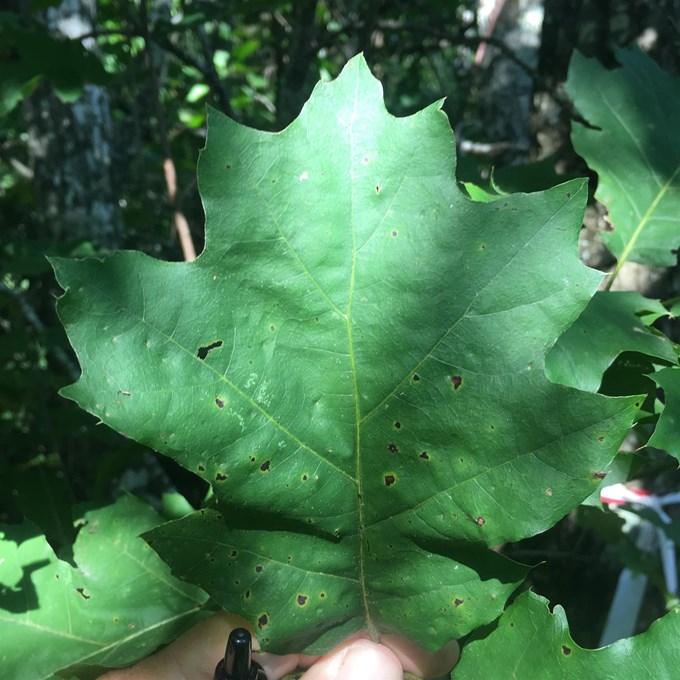 Maple Leaf Oak Quercus Acerfolia Arkansas Department Of Agriculture