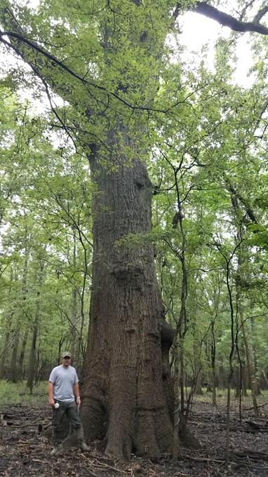 Nuttall Oak (Quercus texana) - Arkansas Department of Agriculture