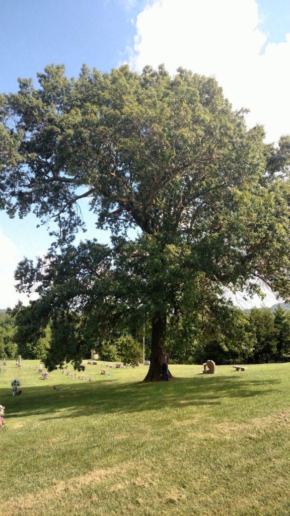 Shingle Oak (Quercus imbricaria) - Arkansas Department of Agriculture