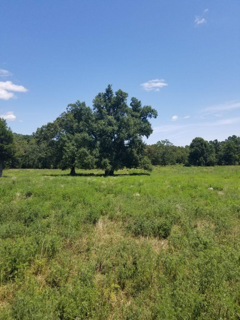 Water Oak Quercus nigra - Arkansas Department of Agriculture