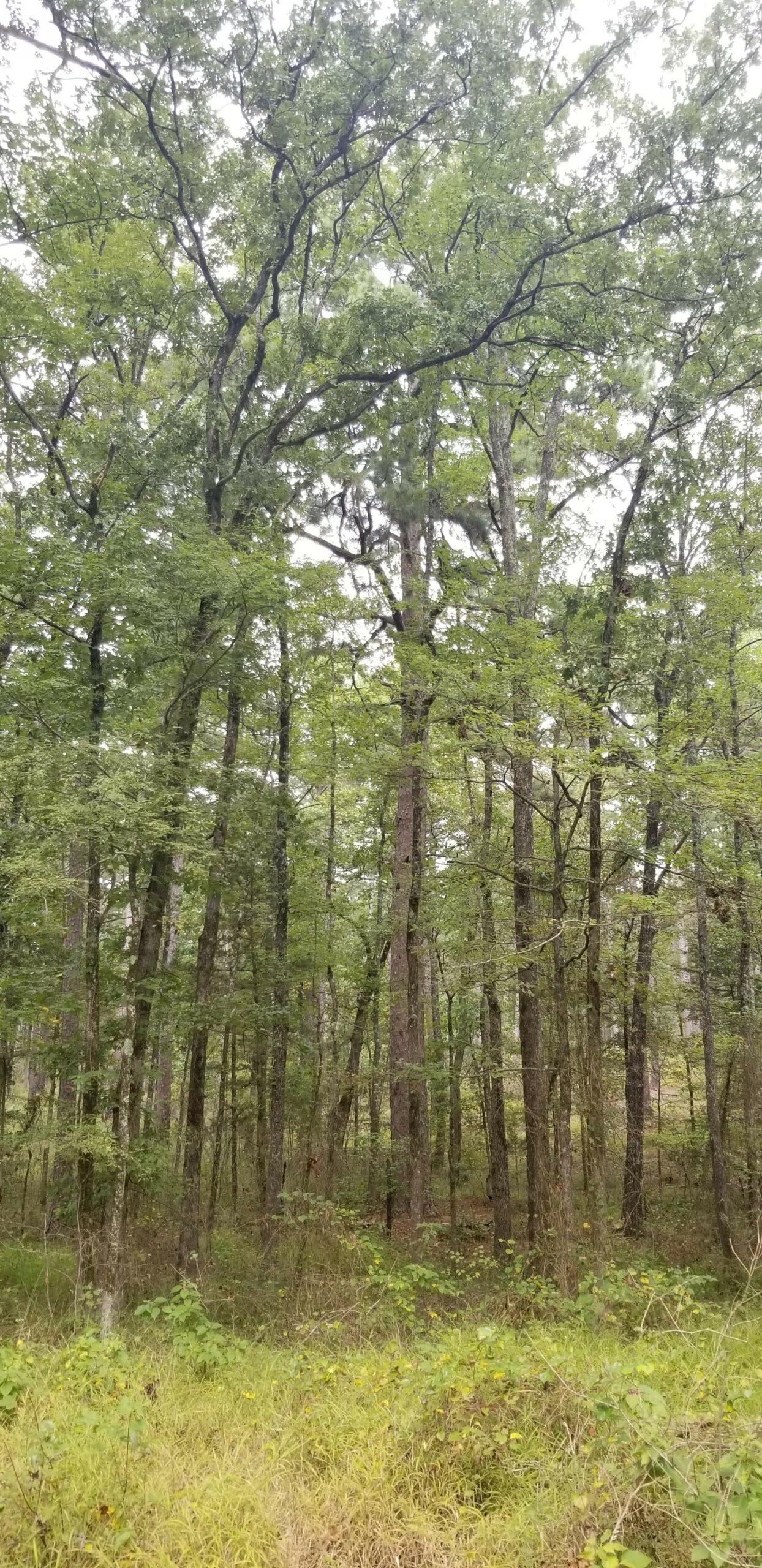 Shortleaf Pine (Pinus echinata) - Arkansas Department of Agriculture