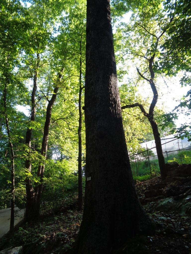 Bitternut Hickory (Carya codiformis) - Arkansas Department of Agriculture