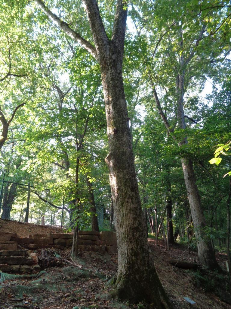 Bitternut Hickory (Carya codiformis) - Arkansas Department of Agriculture