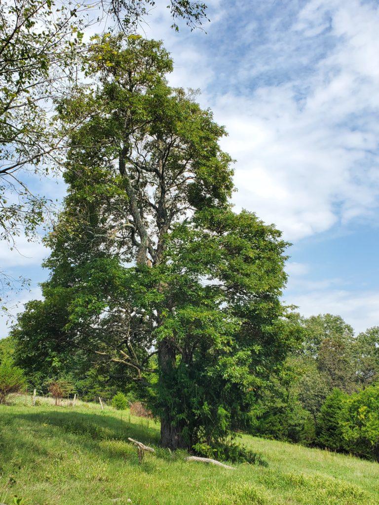 Sassafras (Sassafras albidum) - Arkansas Department of