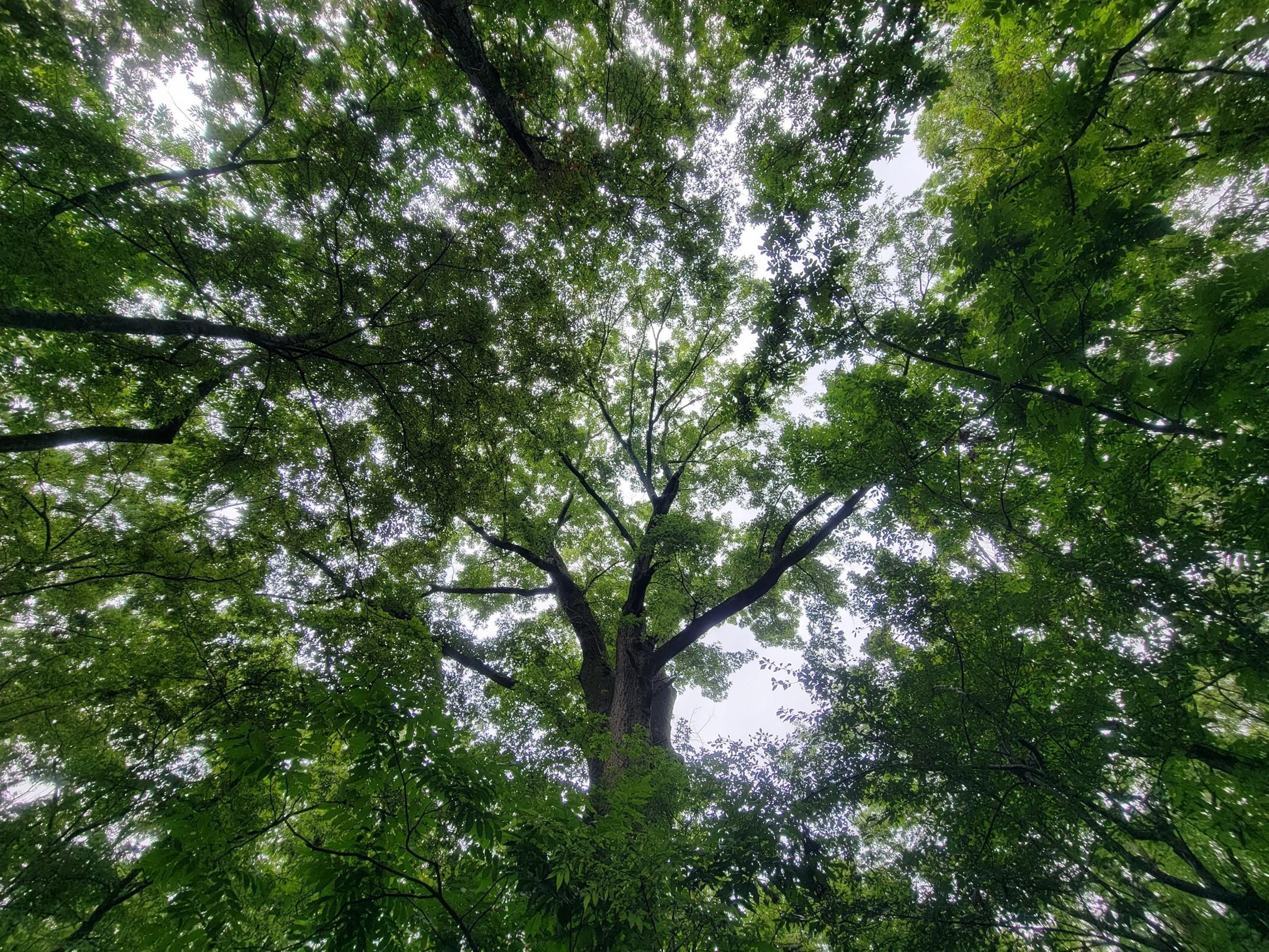 Nuttall Oak (Quercus texana) - Arkansas Department of Agriculture